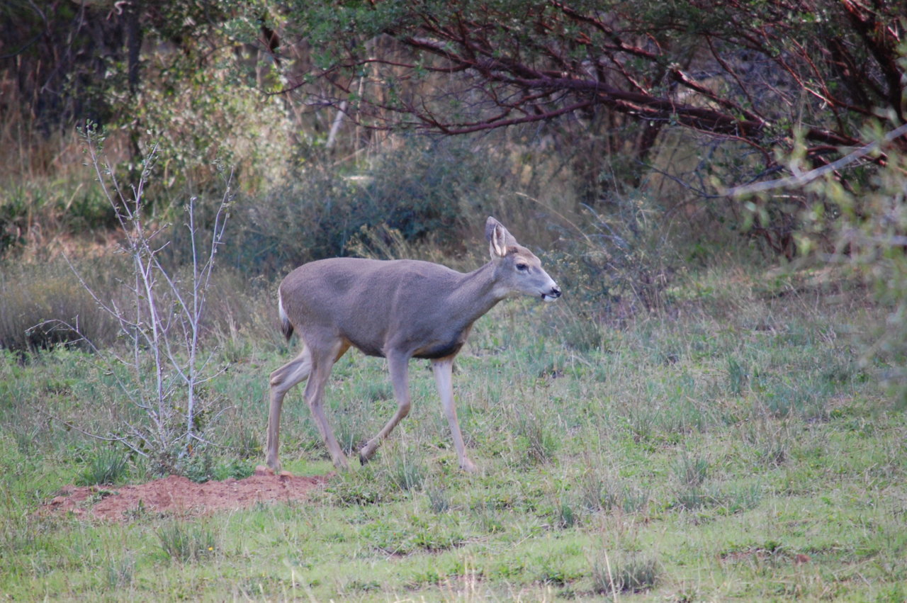DSC_0061.jpg