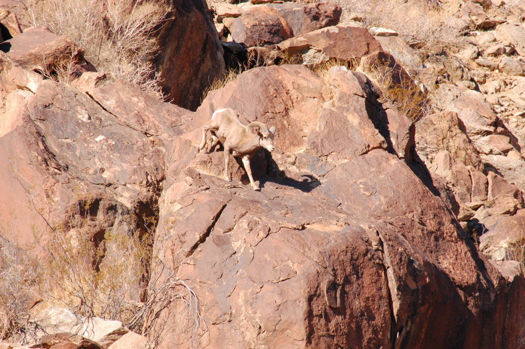 DSC_0596.jpg