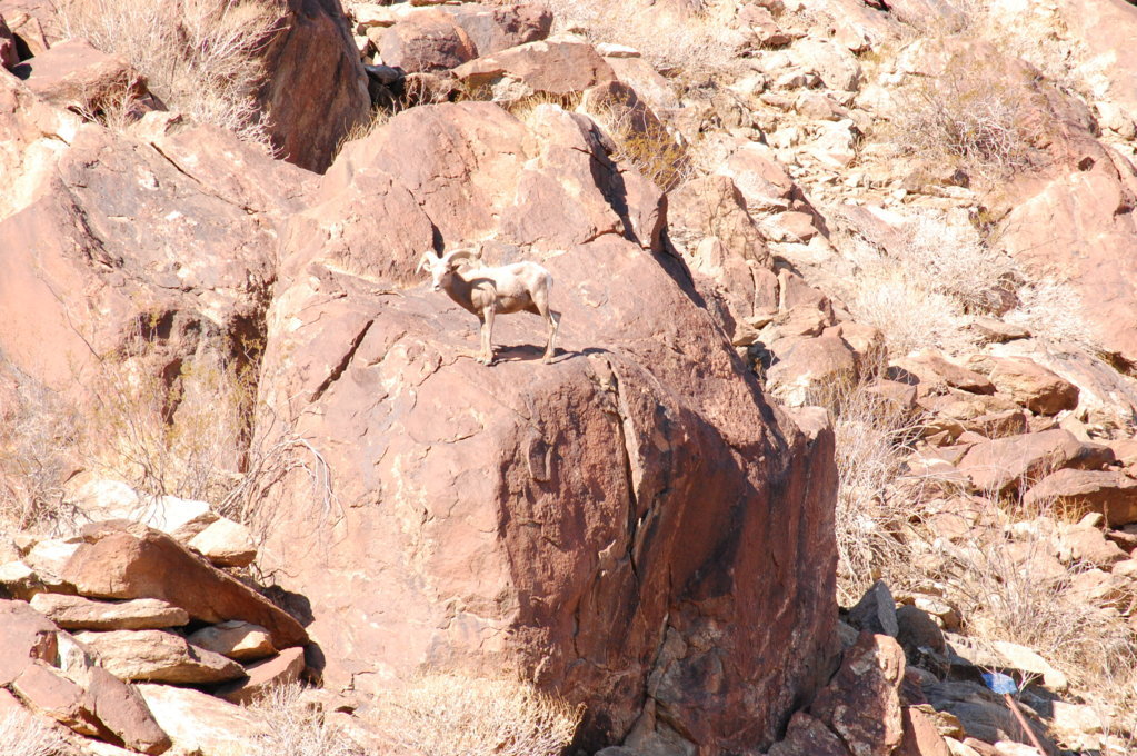 DSC_0598.jpg