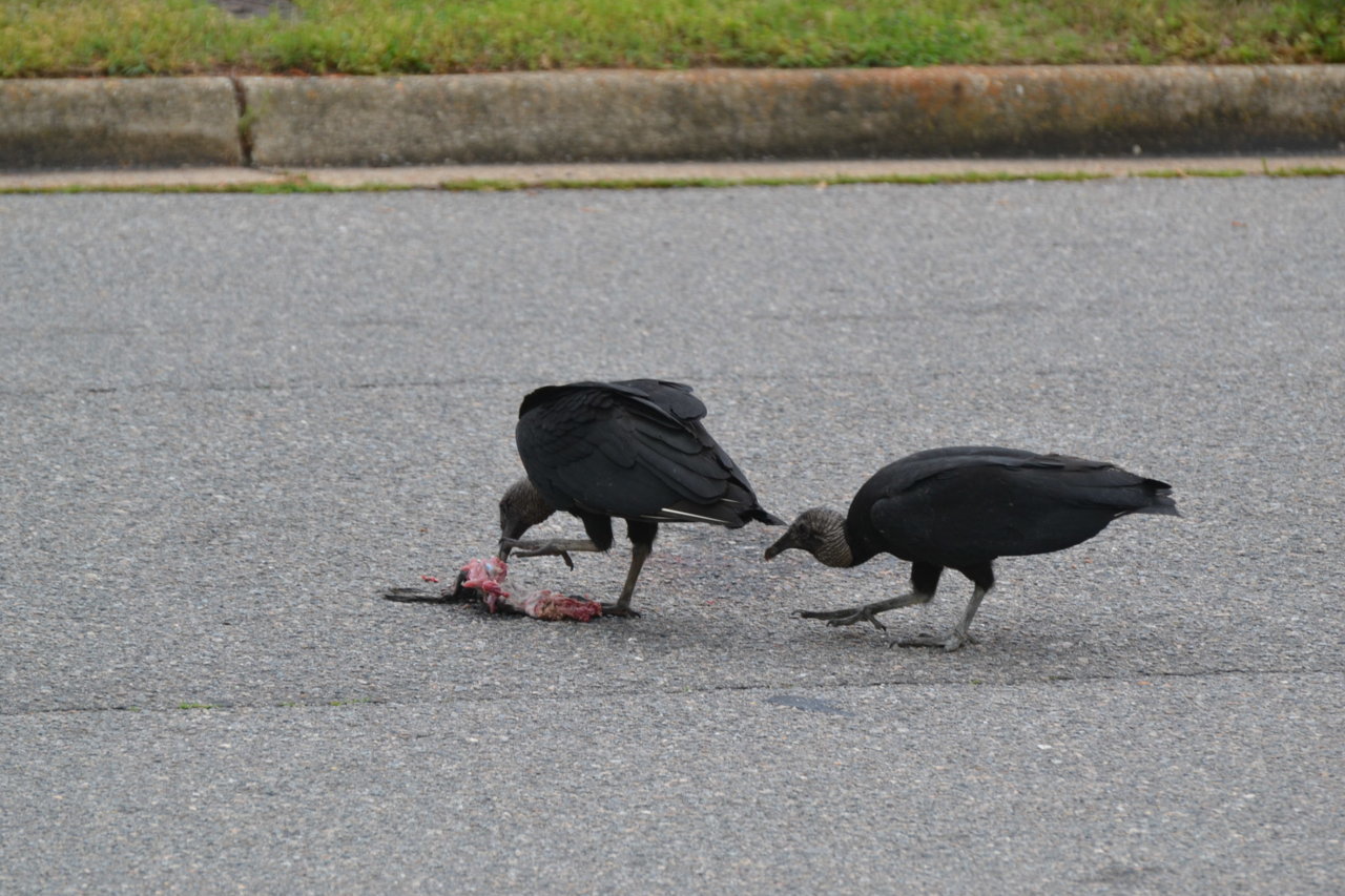DSC_3634.jpg
