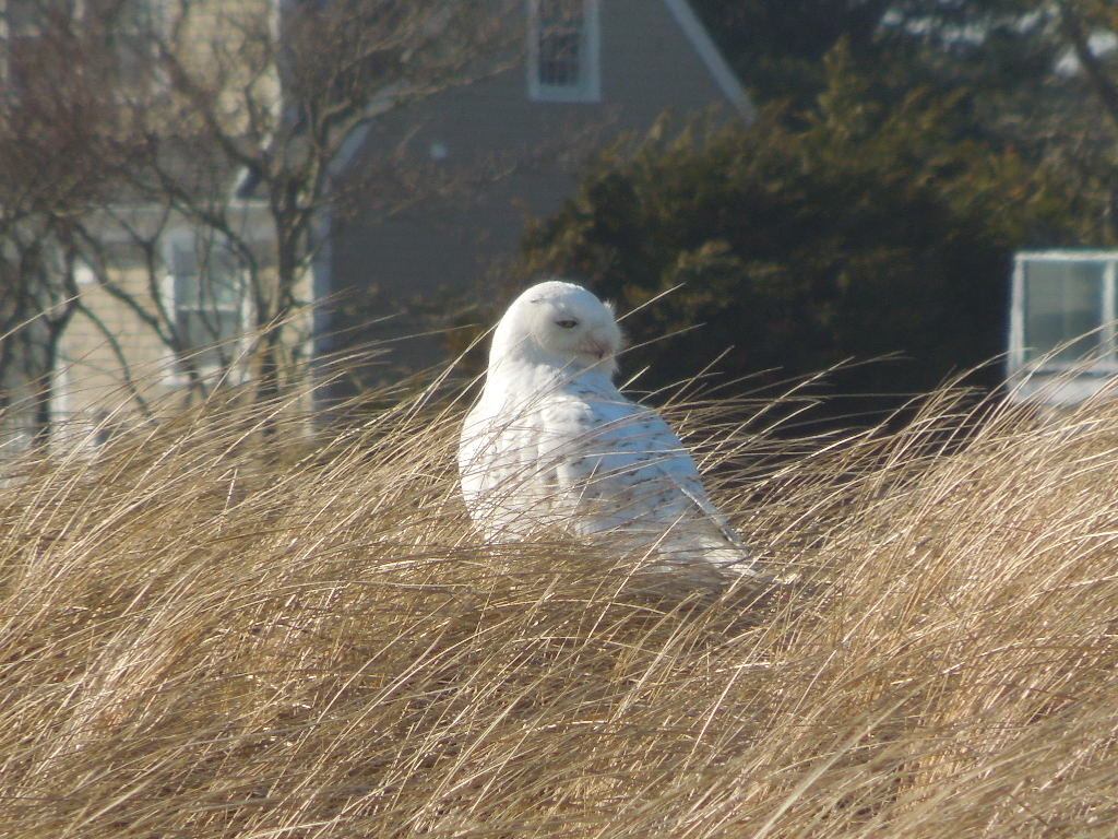 DSCN0532.jpg