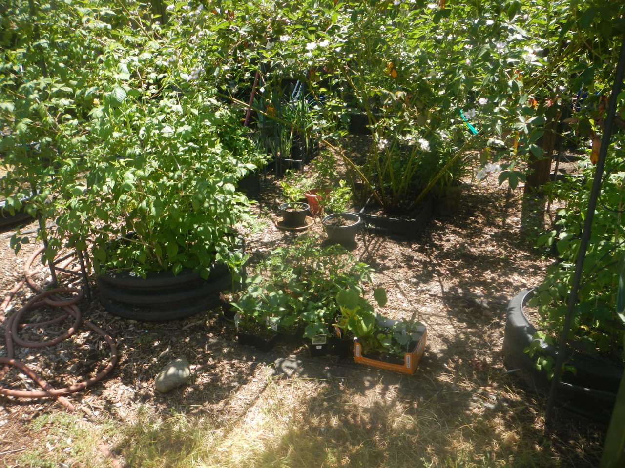 DSCN4647.jpg