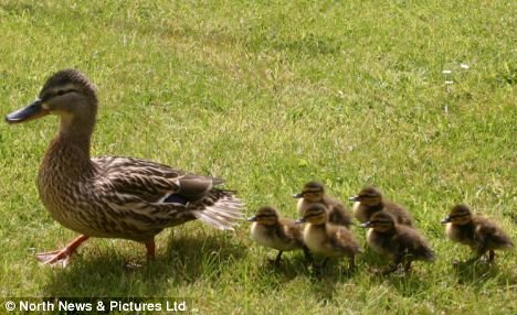duck.jpg