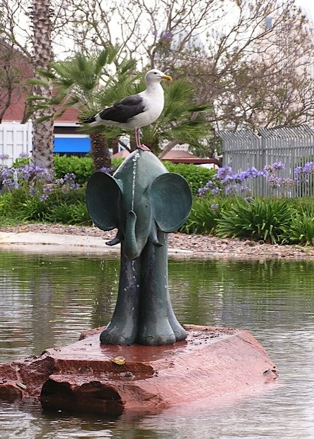 elephant meets gull[336413].jpg