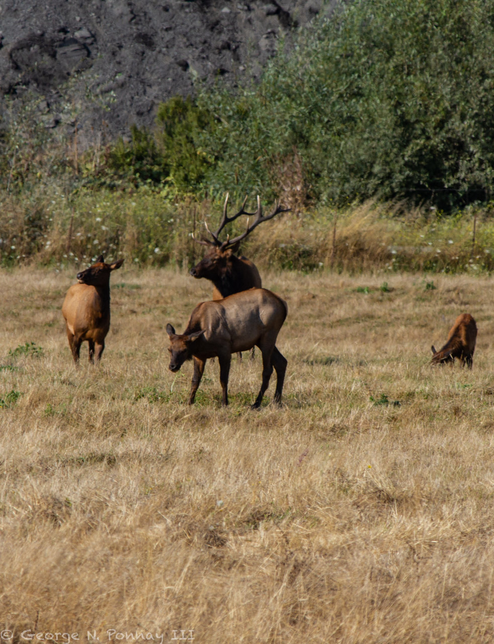 Elk in Christie's Field-3.jpg