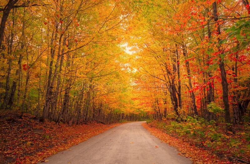 fall-autumn-colors-foliage-new-england-burst-northern-woods-maine-baxter-state-park-196761621.jpg