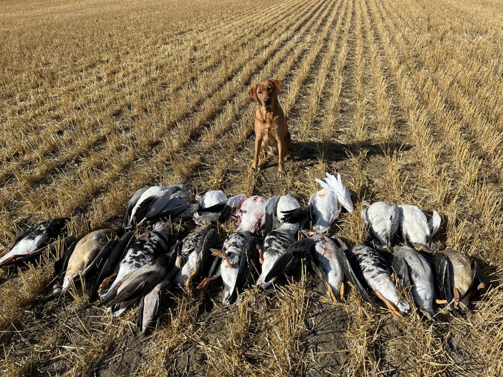 Finley-Geese.jpg