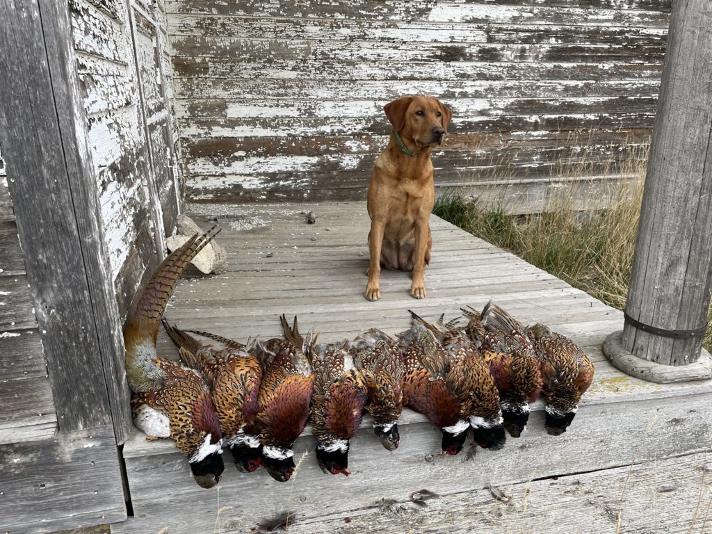 Finley with Roosters.jpg