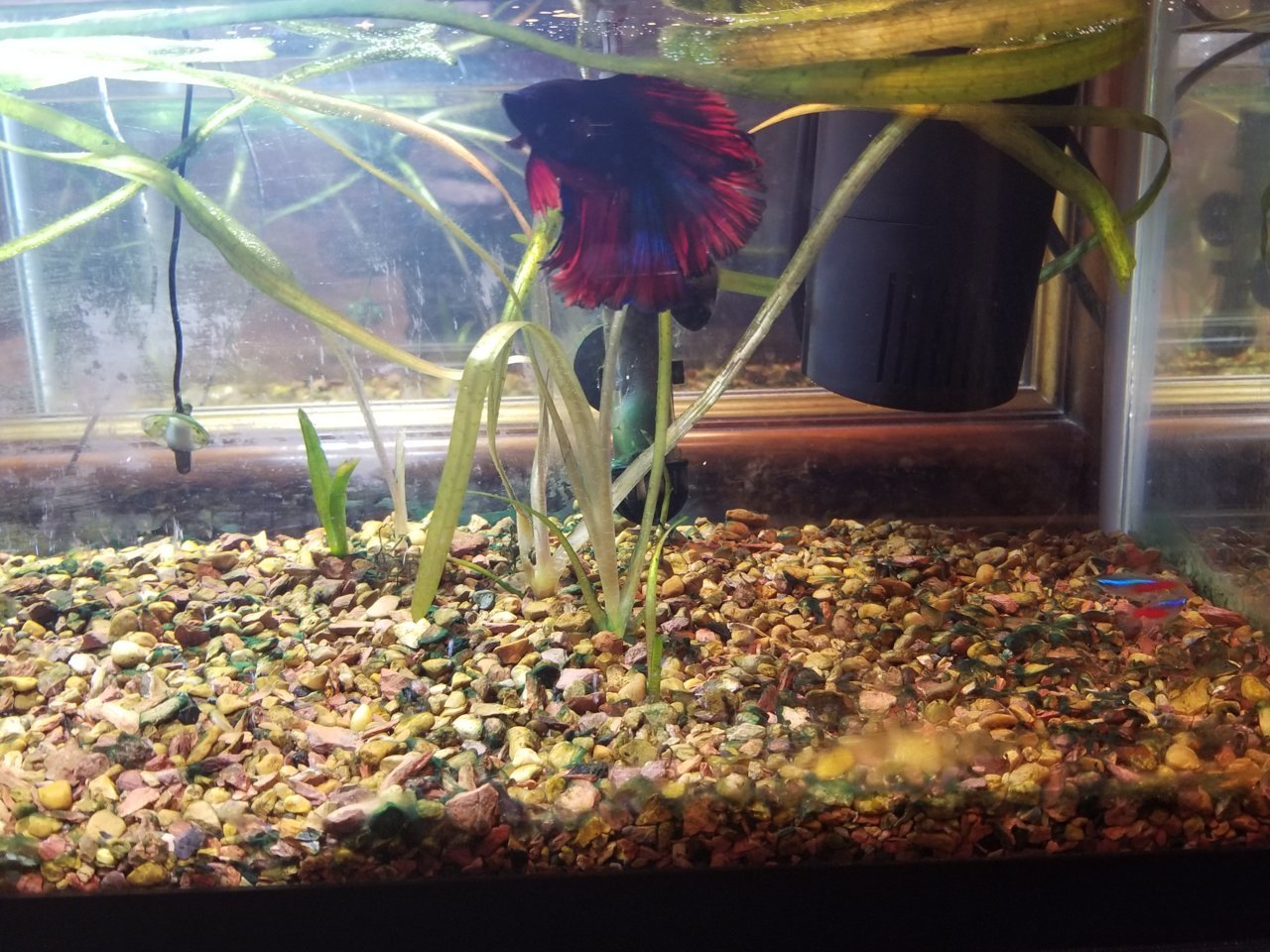 fish 20190515_201248.jpg