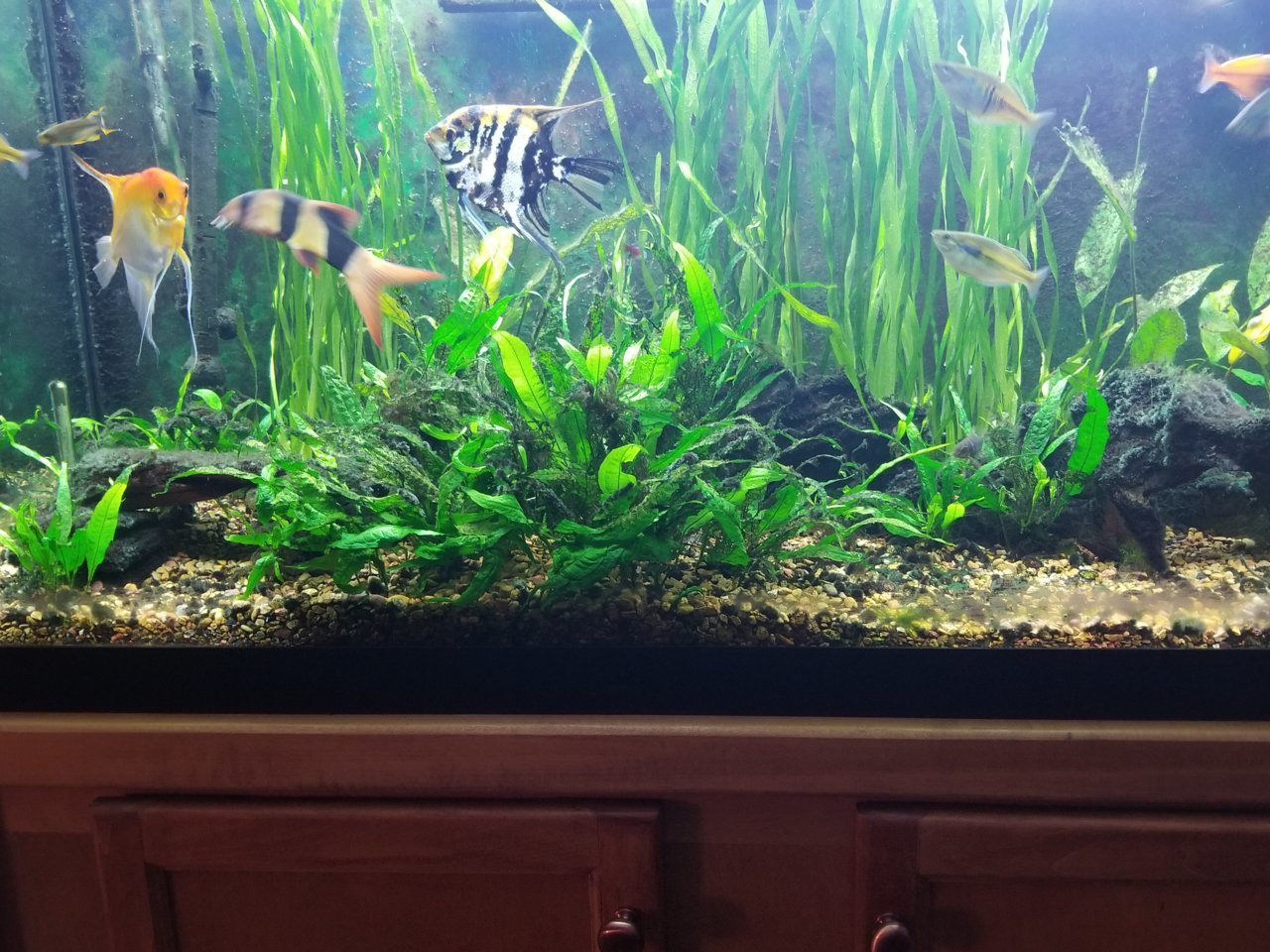 fish 20190515_204948.jpg