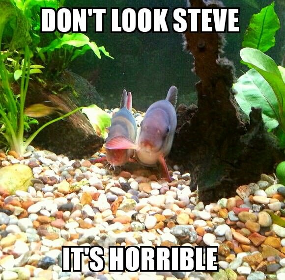 fish-meme2.jpg