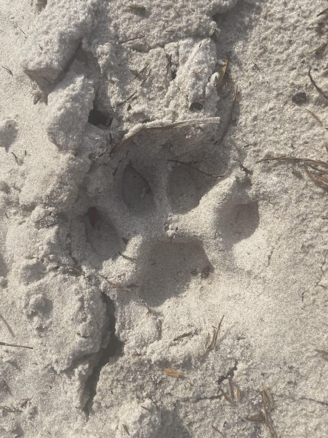 florida-panther-tracks-v0-1n72gbul7pcc1.jpg