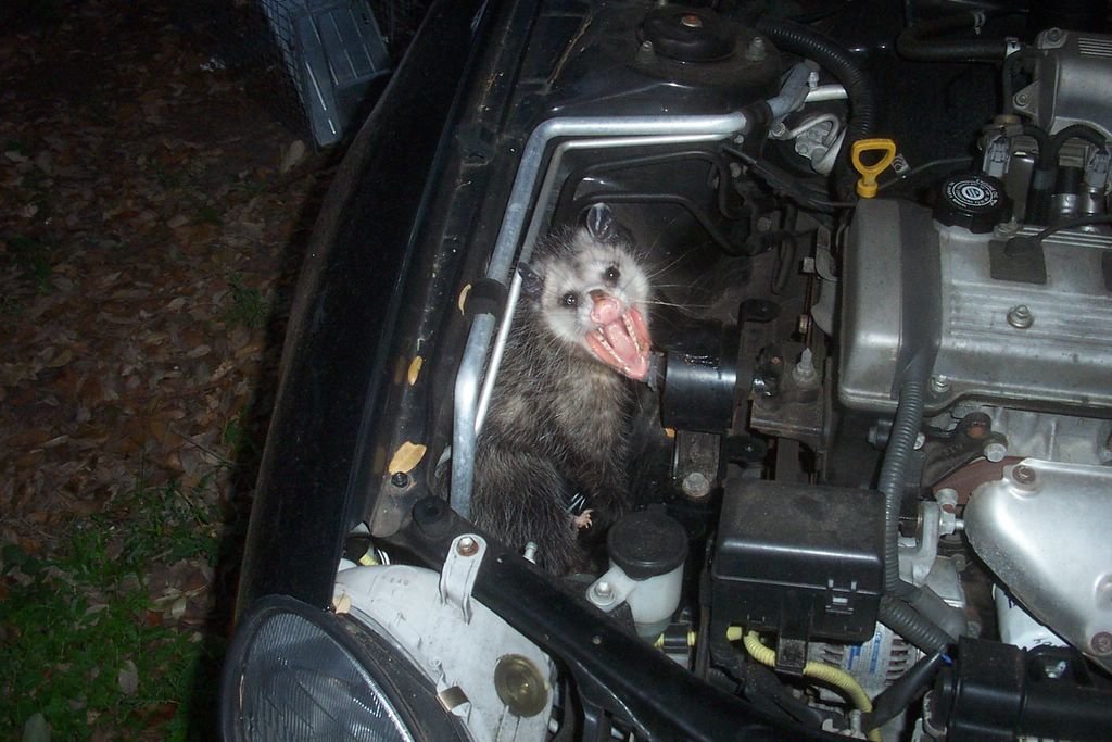 friend-in-car-engine-s1024x683-430761.jpg