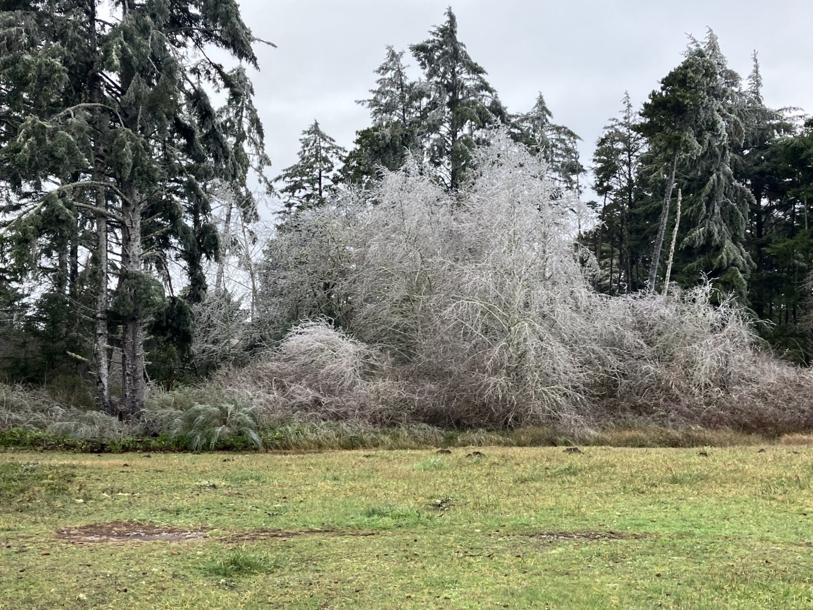 Frozen tree.jpg