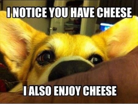 Funniest_Memes_i-notice-you-have-cheese_7205.jpg