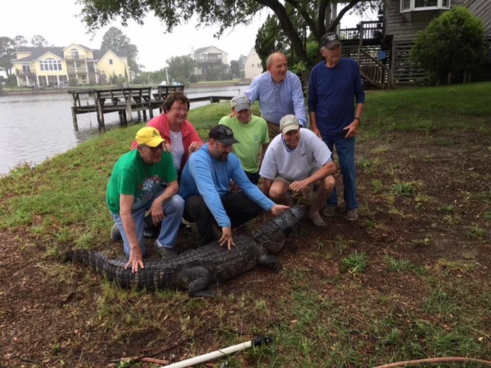 gator.jpg
