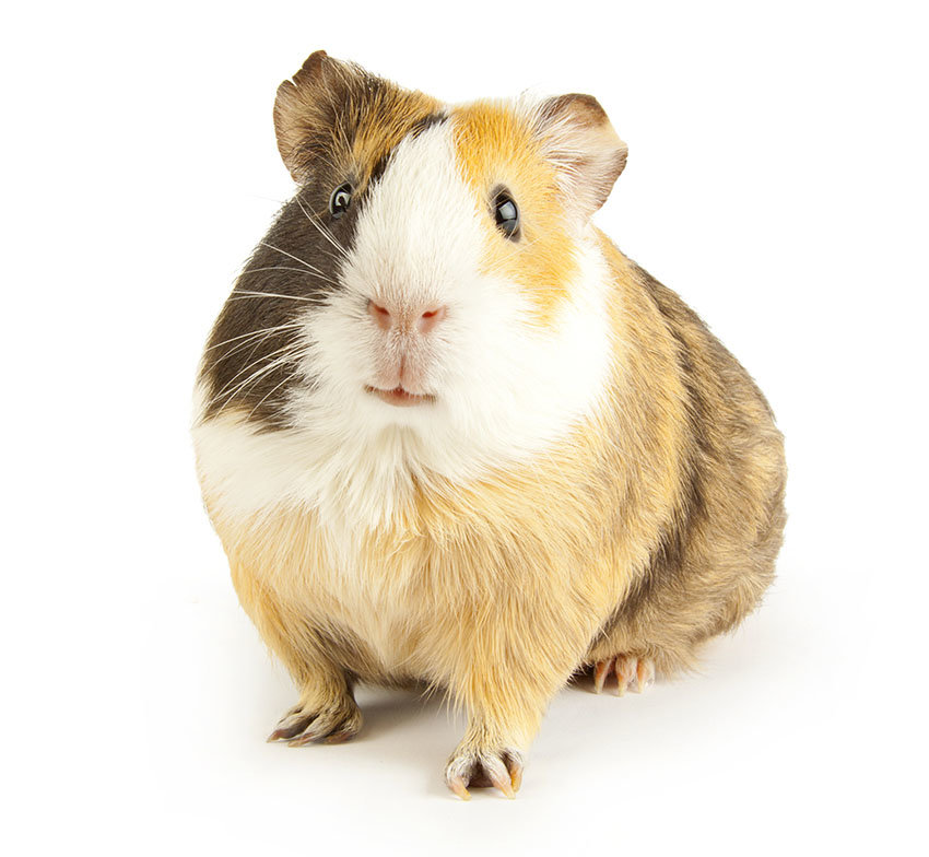 gerbil-or-guinea-pig.jpg