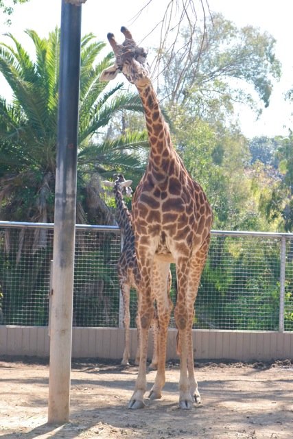 Giraffe feeding.jpg