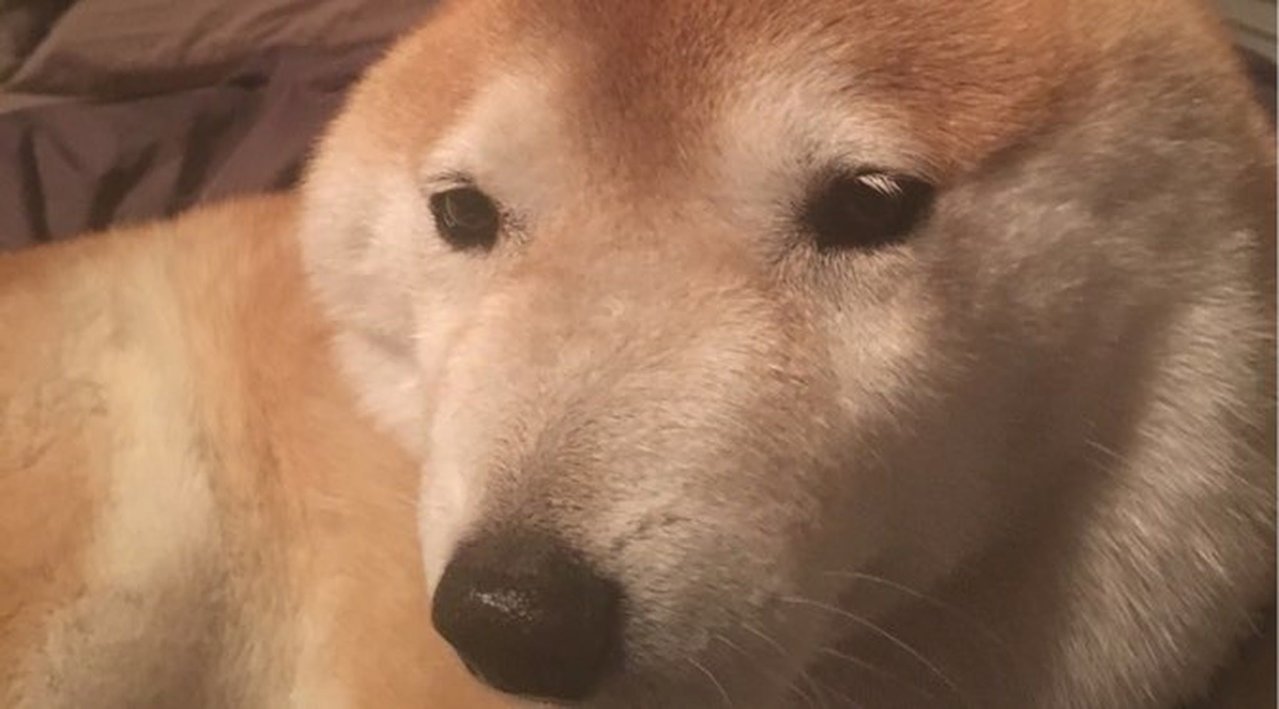 goofyshibe.jpg
