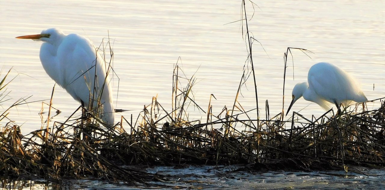 Great Egret & Snowy Egret.jpg