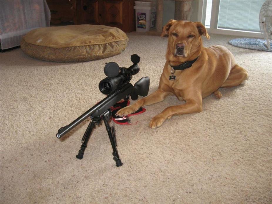 Guard Dog.jpg