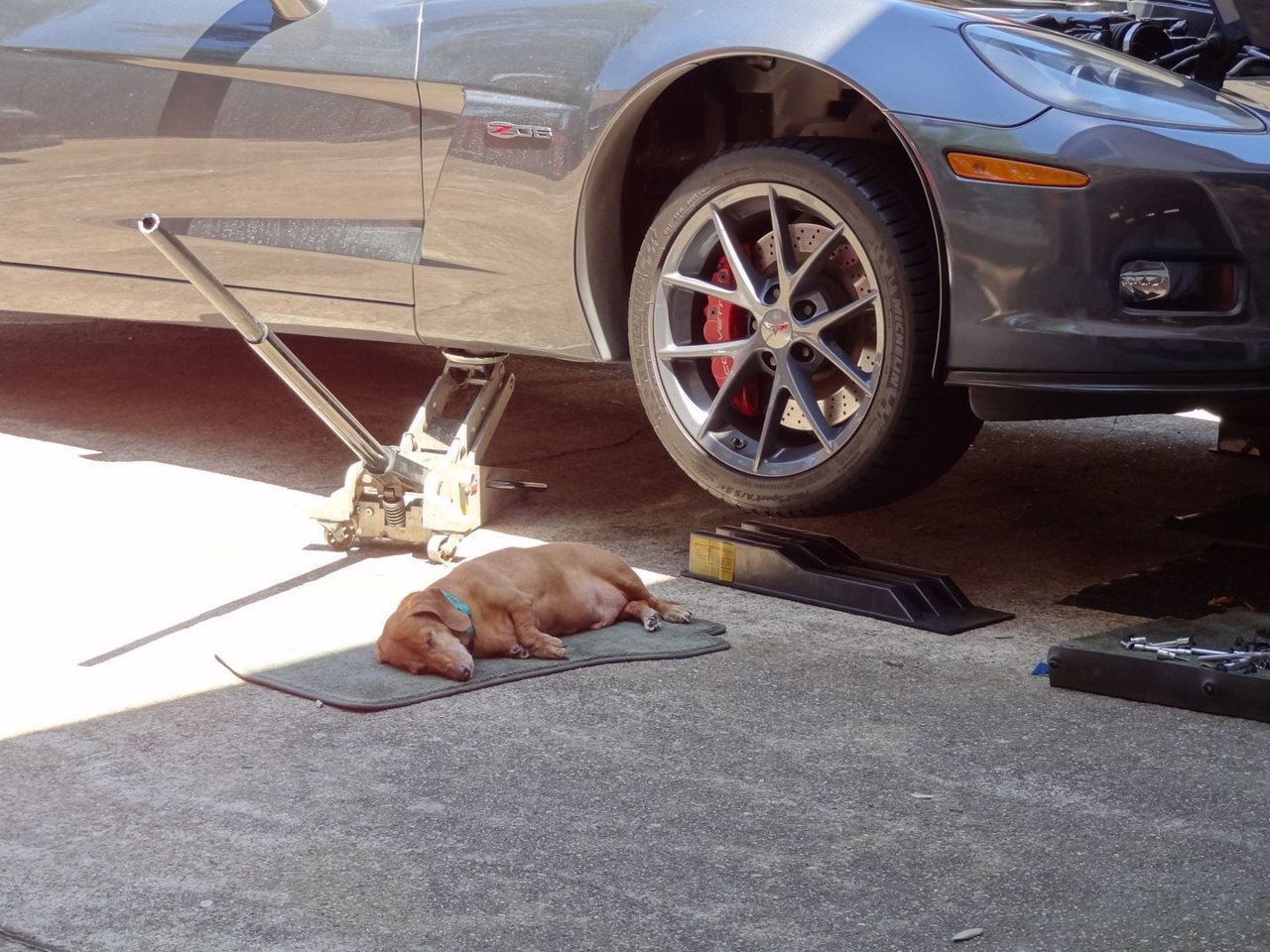 Gus-Z06_a01d04bcd4b27aa0bc51a4ec05d897e79472e5da.jpg