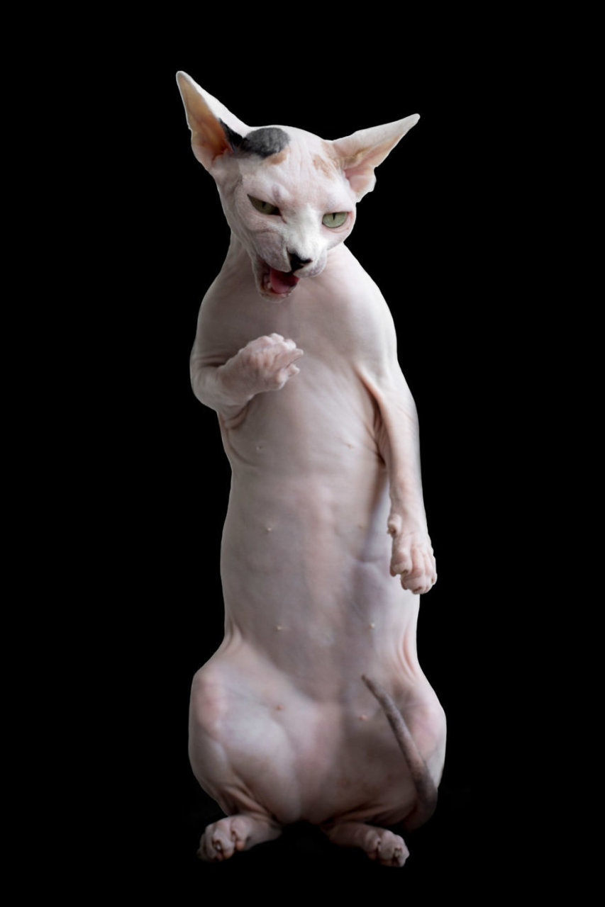 hairless-sphynx-cat-photography-alicia-rius-39-59098b38e3598__880.jpg