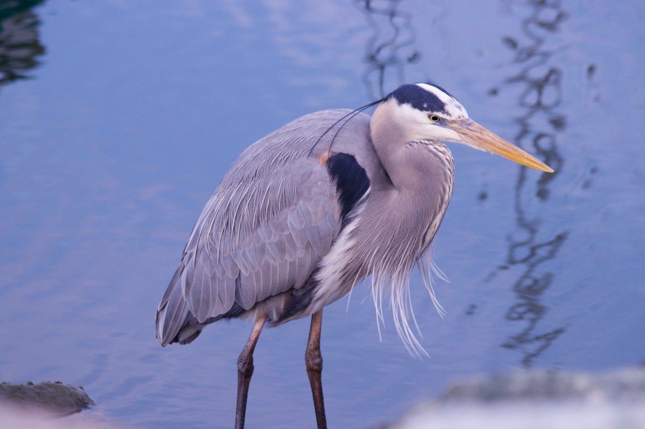 Heron Glorietta.jpg