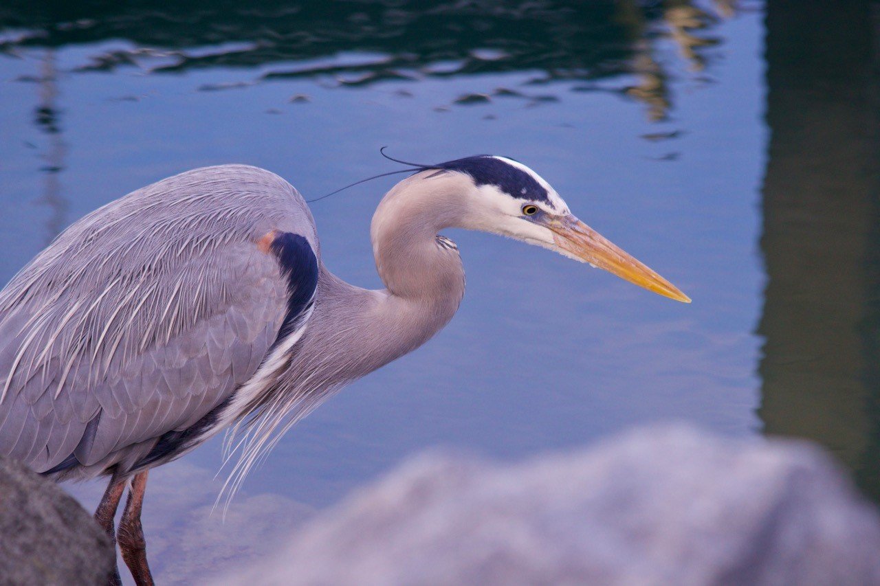 Herron Glorietta1.jpg