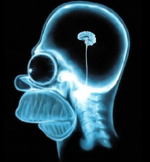 Homer-Simpsons-brain.jpg