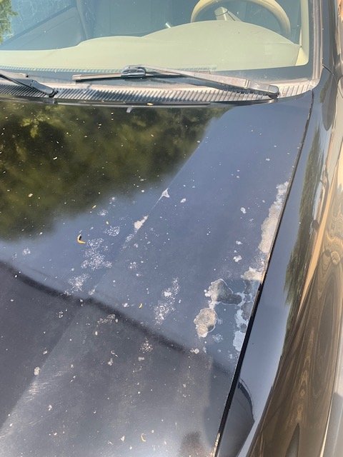 hood before.jpg