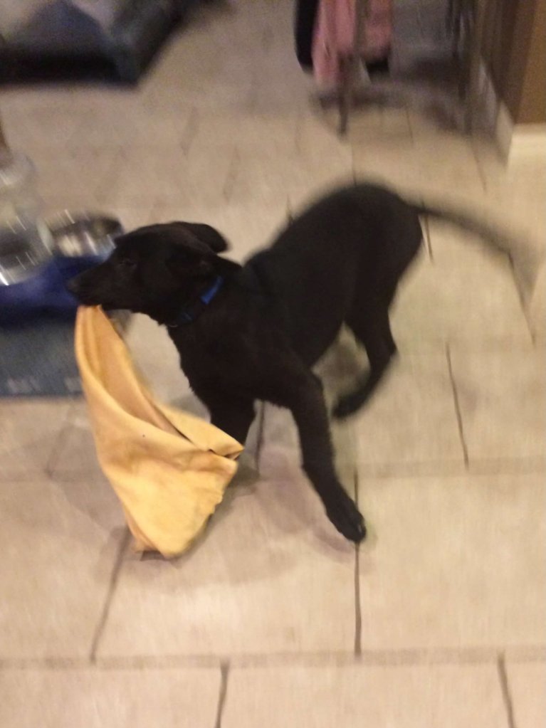 HookPuppyKitchenTug.jpg