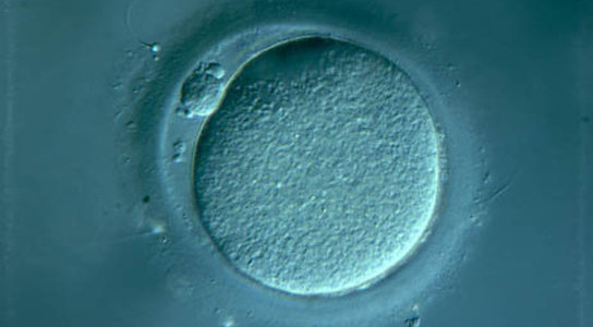 human-egg-cell-womb.jpg