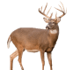 Hunting-Deer-Transparent-PNG.png