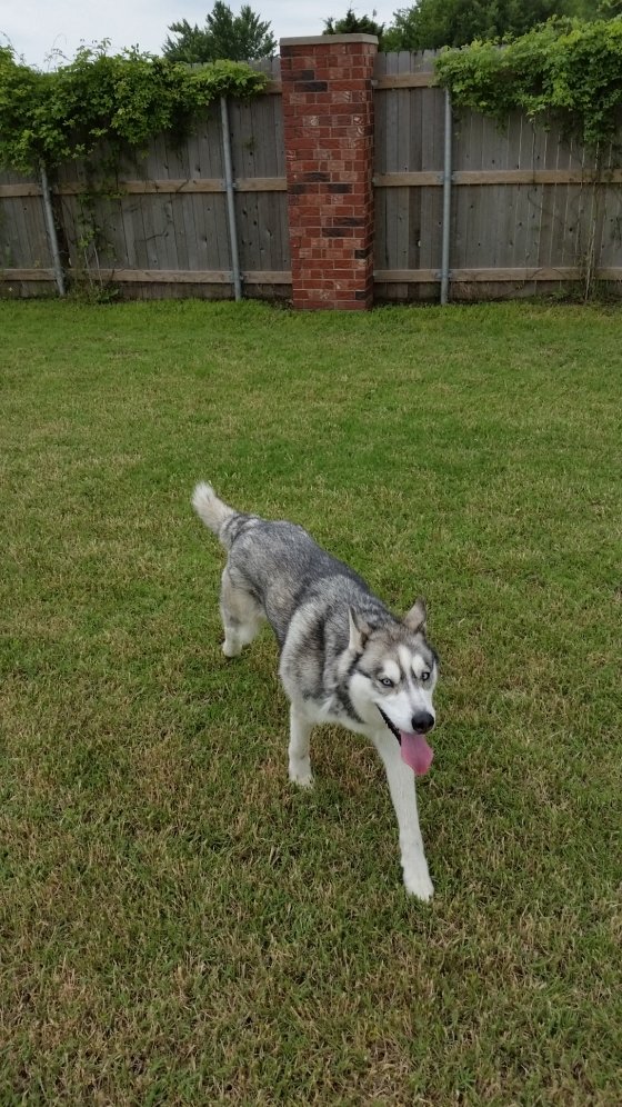 Husky1.jpg
