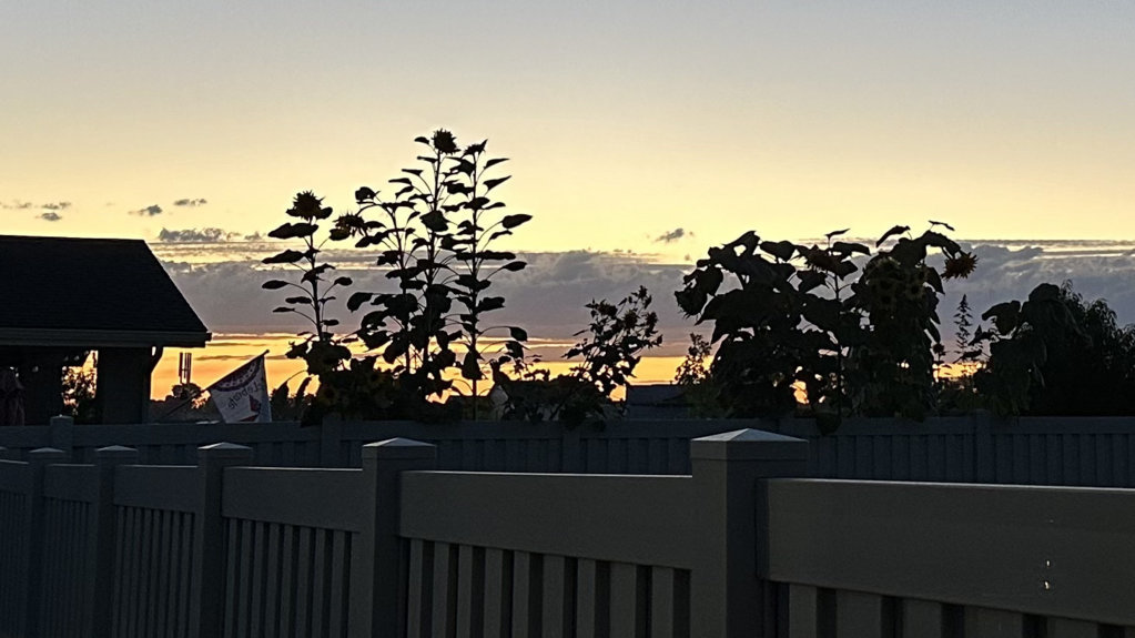 IDBackyard.jpg