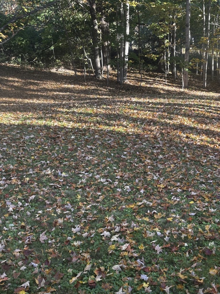 IMG_0539.jpg