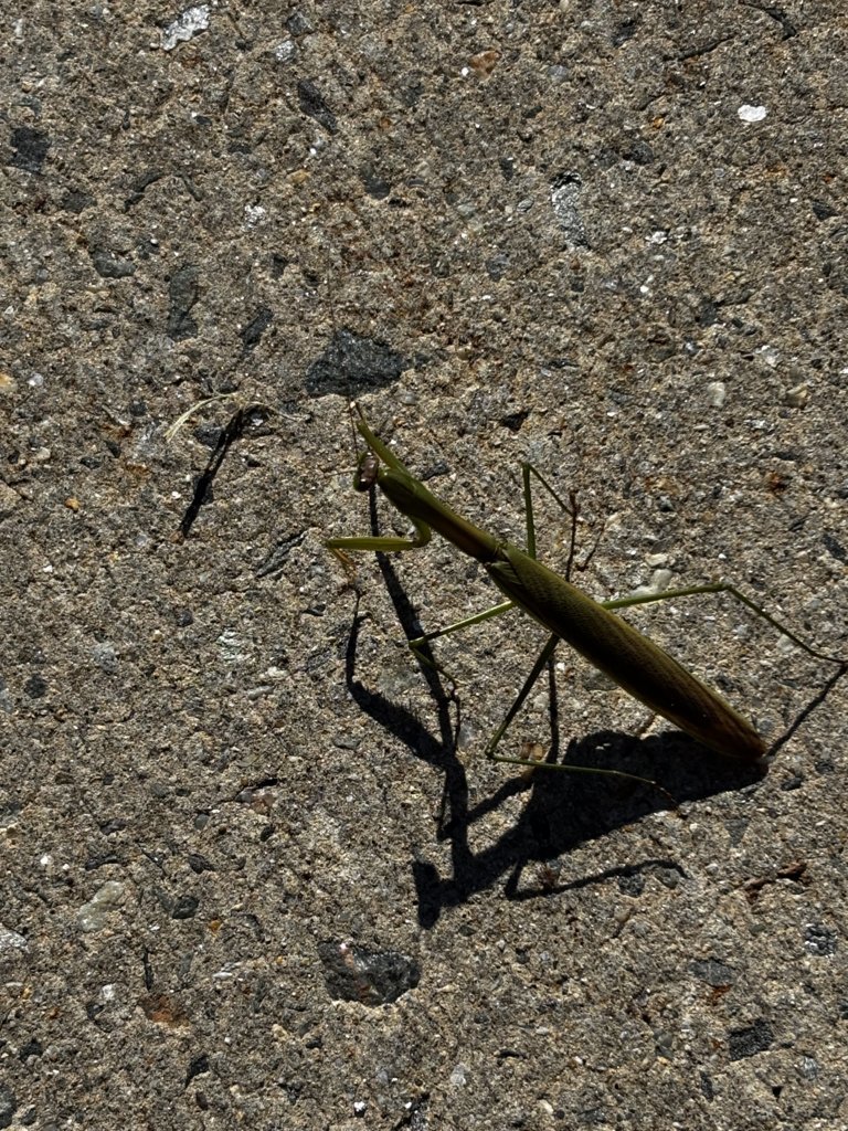 IMG_0554.jpg