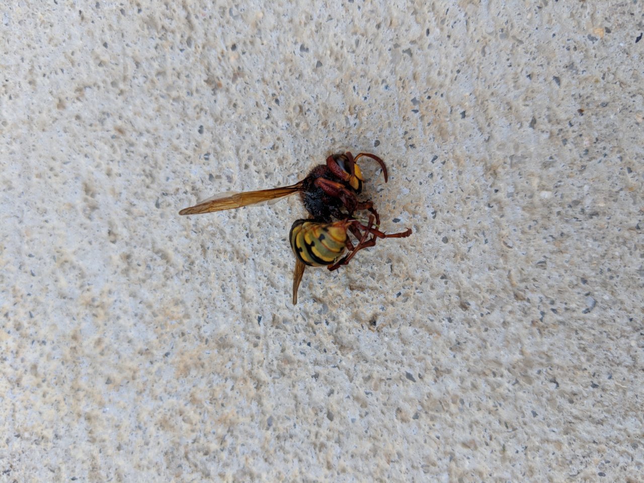 IMG_20180708_173021.jpg