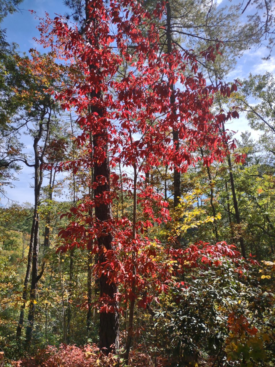 IMG_20221007_134441569.jpg