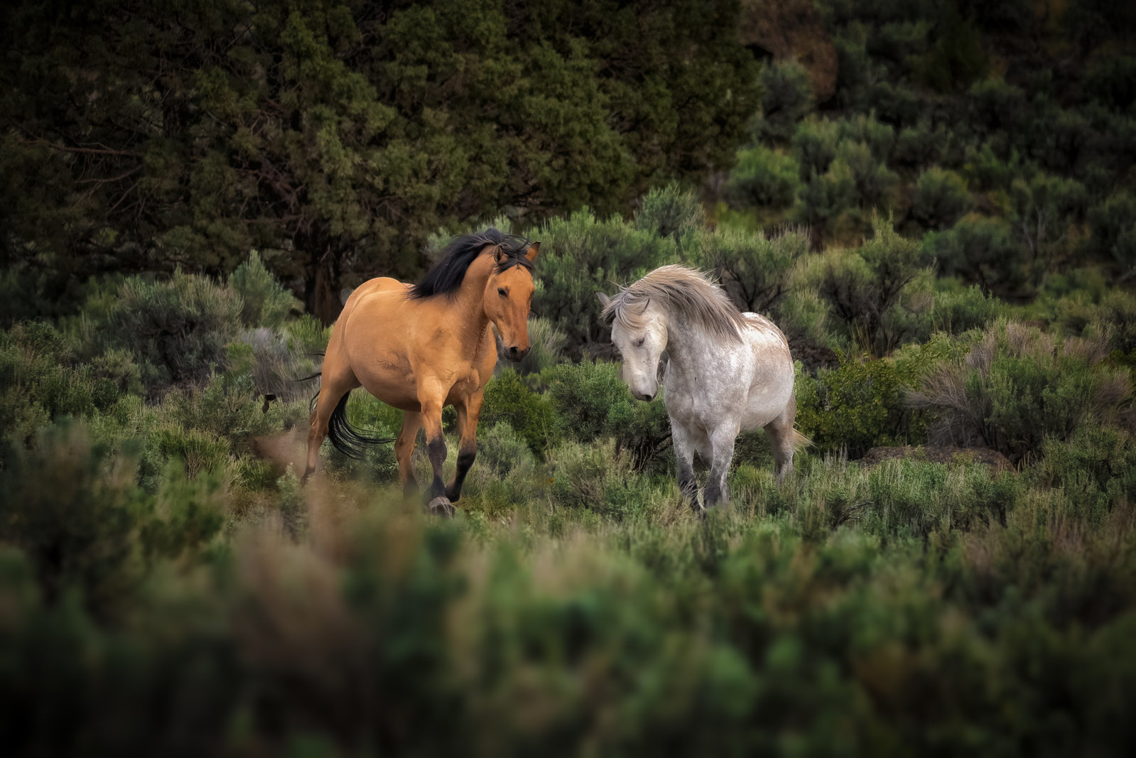 IMG_2499-Edit-Edit.jpg