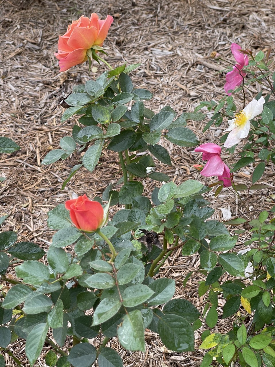 IMG_2623.jpg