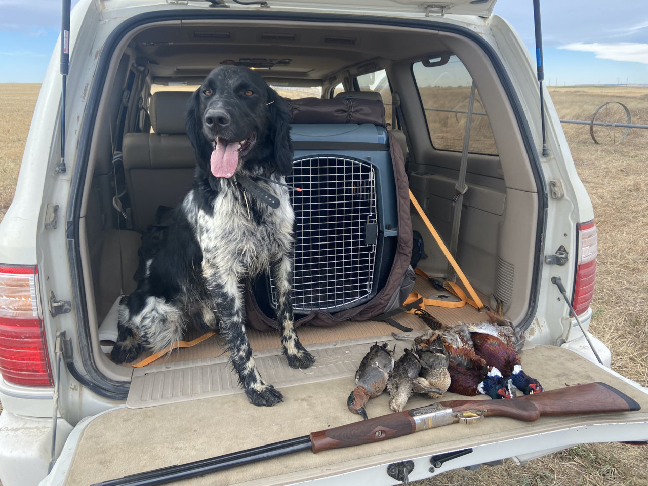 Hunting / Duck Dogs | Toyota Tundra Forum