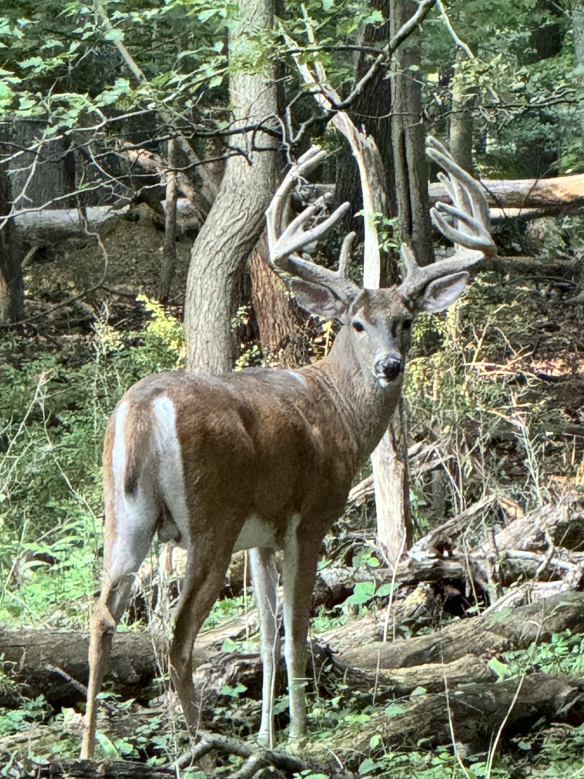 IMG_5233.jpg