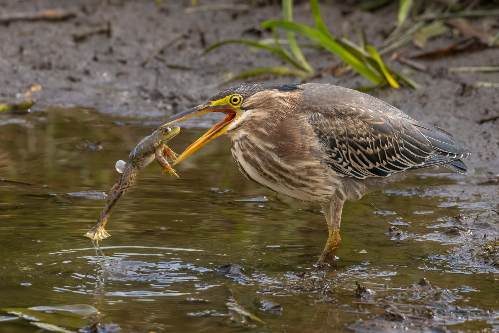IMG_6546-Edit.jpg