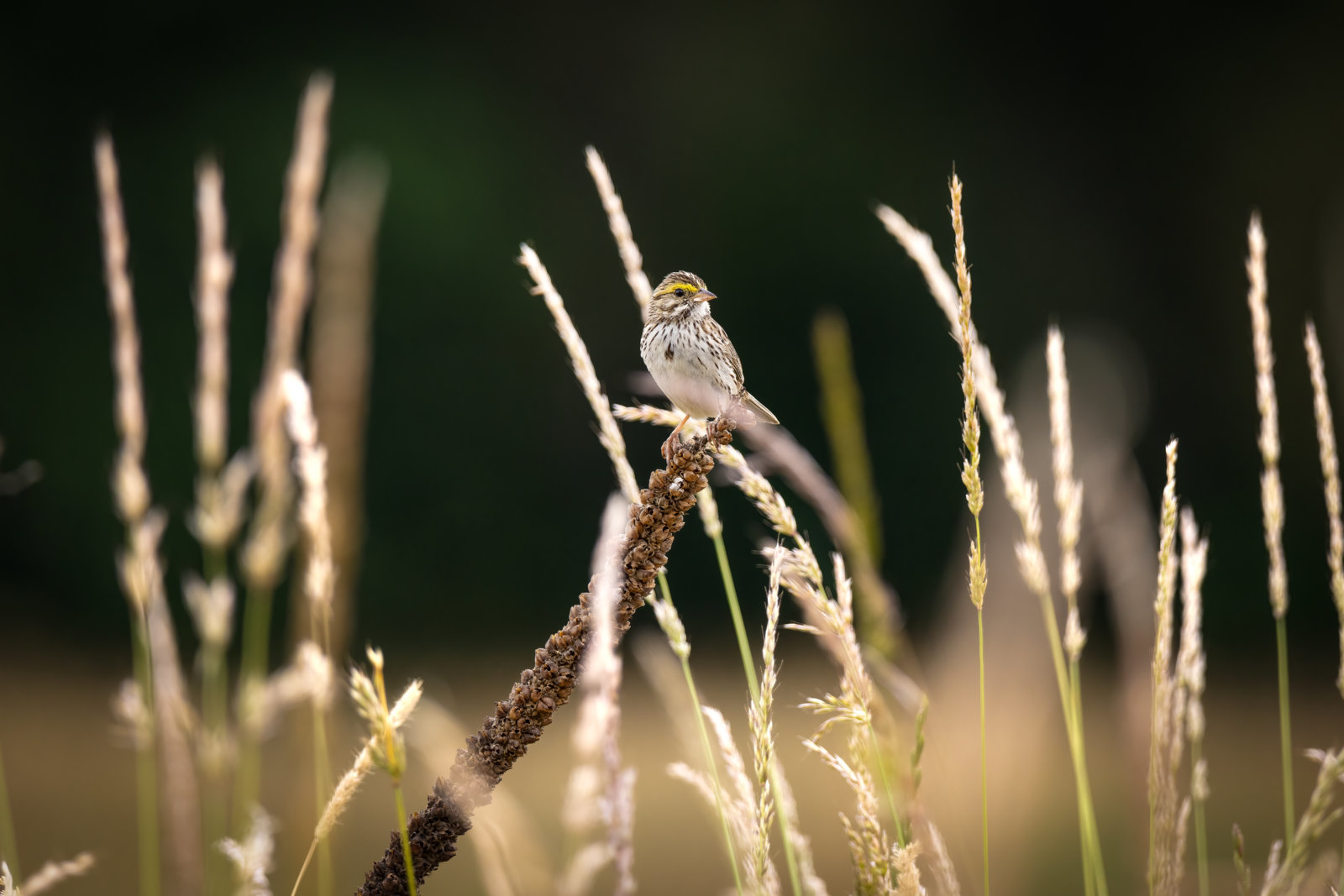 IMG_7347-Edit.jpg