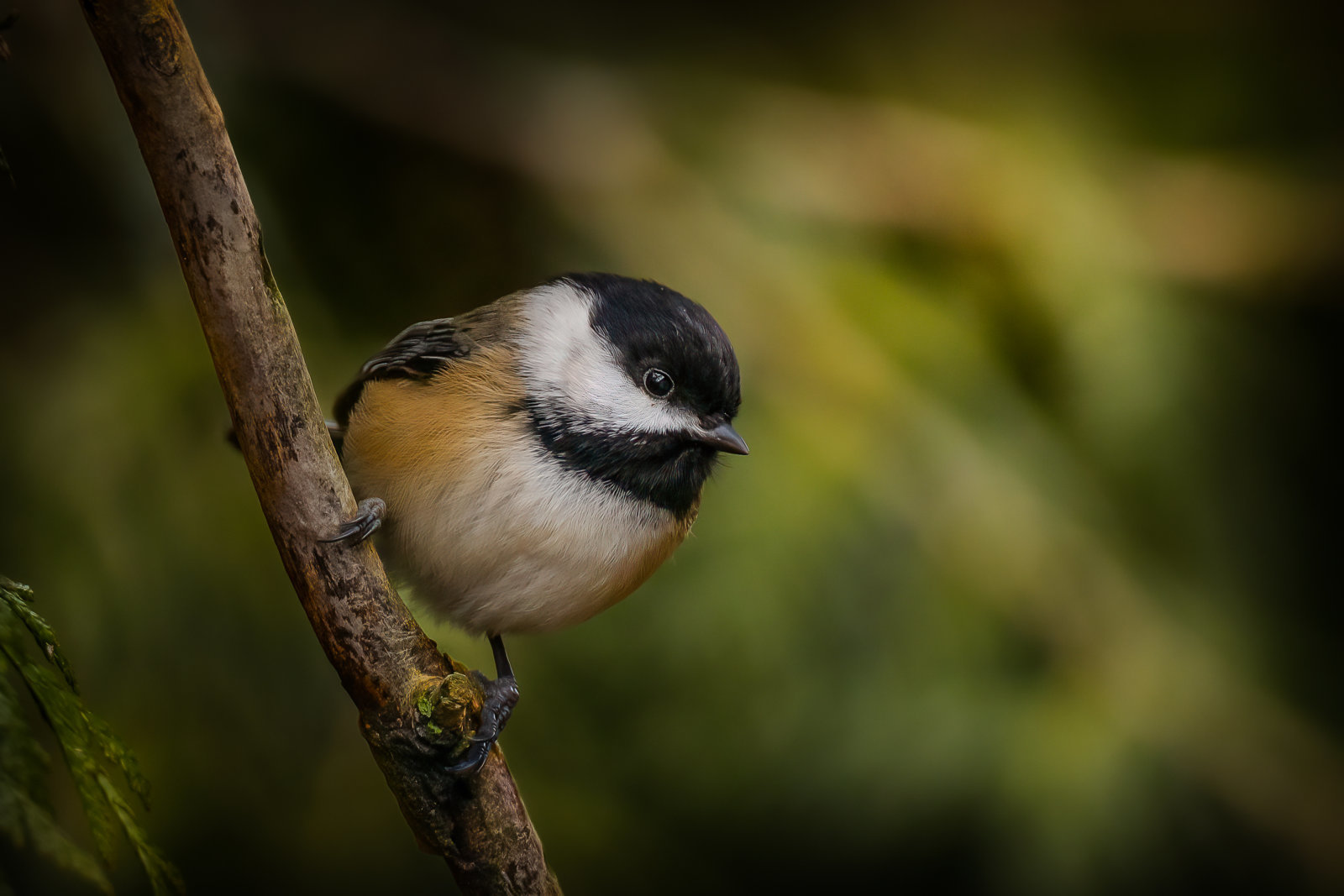 IMG_7768-Edit-Edit.jpg