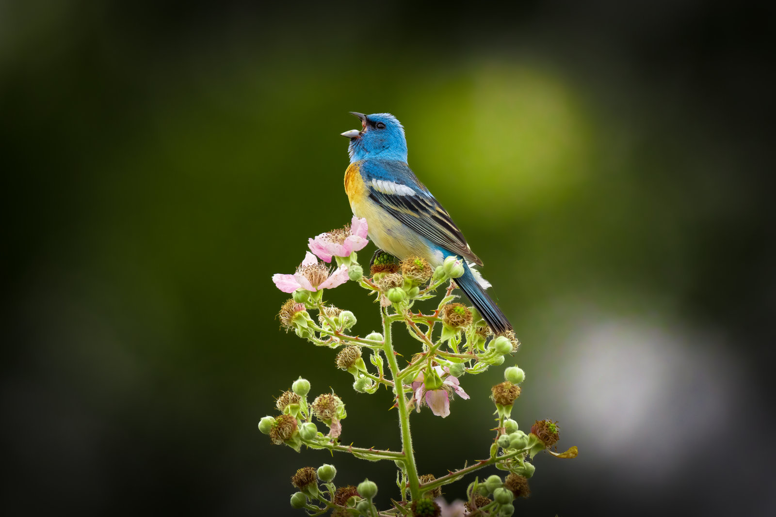 IMG_7937-Edit.jpg