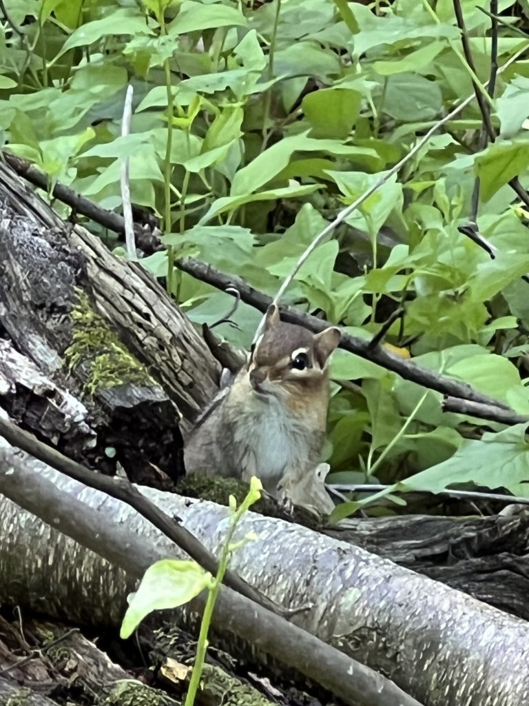 IMG_8258.jpg
