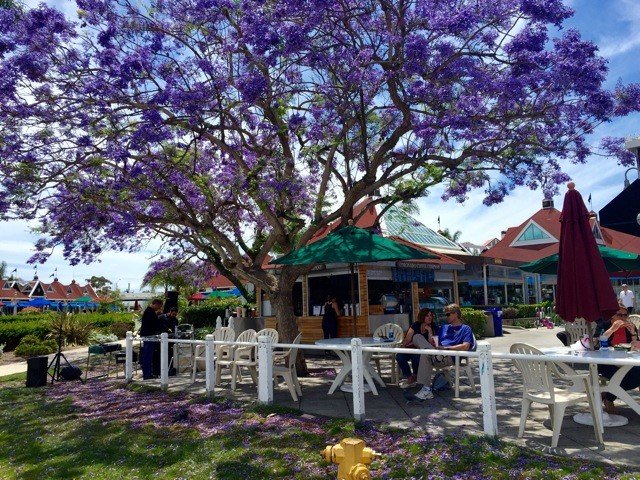 Jacaranda Tree.jpg